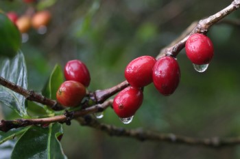 Ripe-cherries